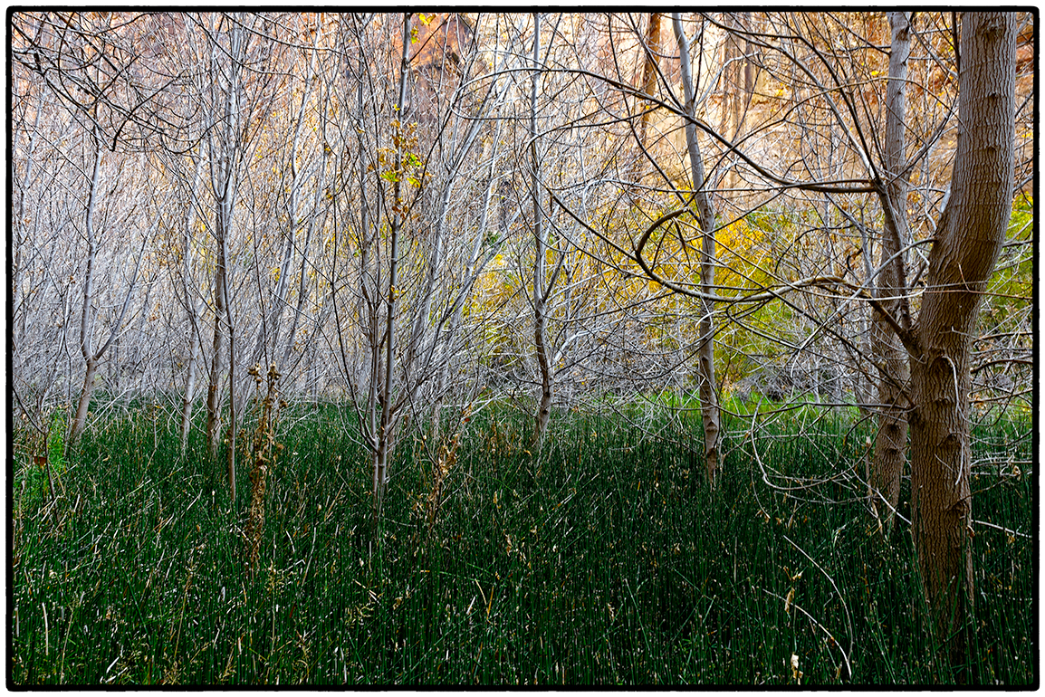 Impenetrable Forest near Lower Calf Creek Falls, Escalante National Monument, Utah