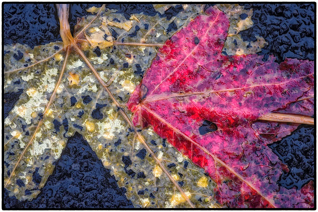 Asphalt-Autumn-4.jpg
