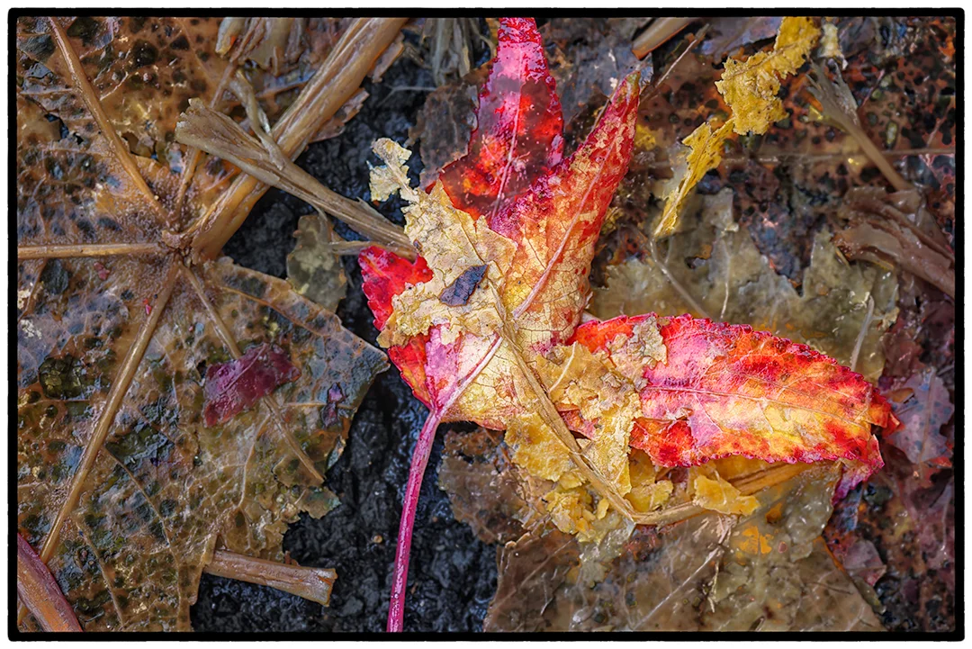 Asphalt-Autumn-11.jpg