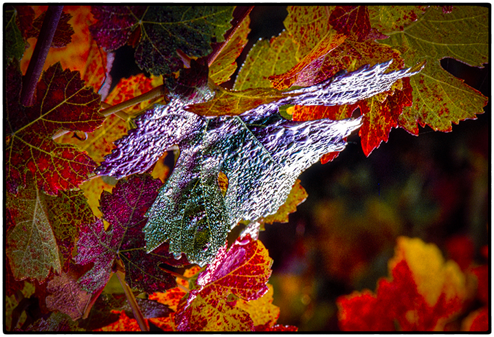 Grape Leaves, Sonoma County, 1988