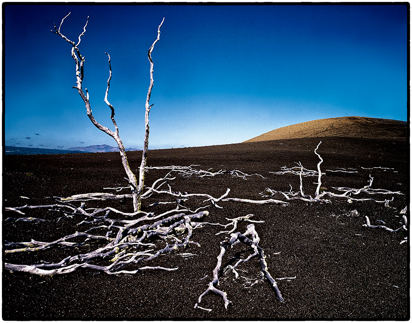 Ahia Trees, Hawaii, 1982