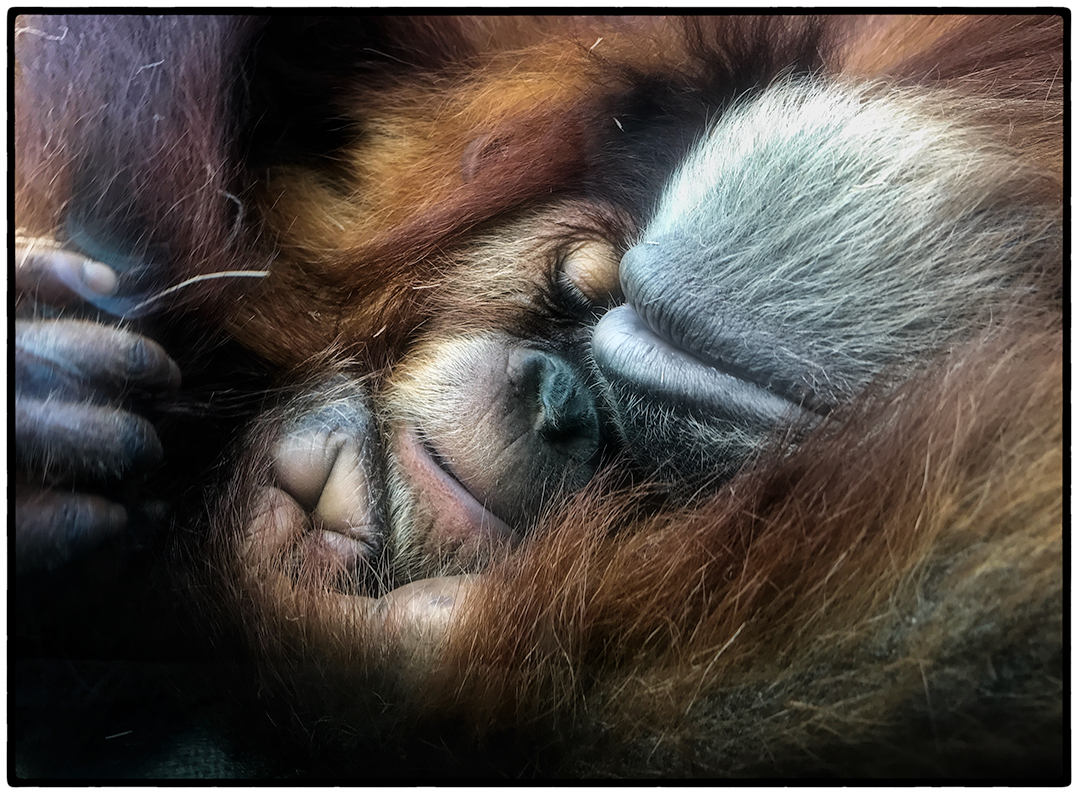 Images from the San Diego Zoo