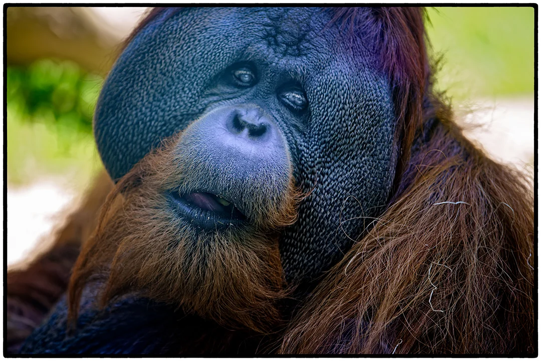 Male orangutan