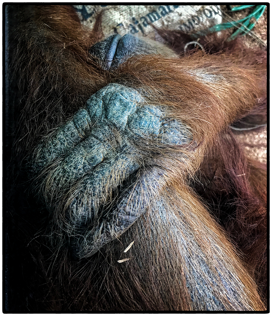 The hand of a male orangutan.