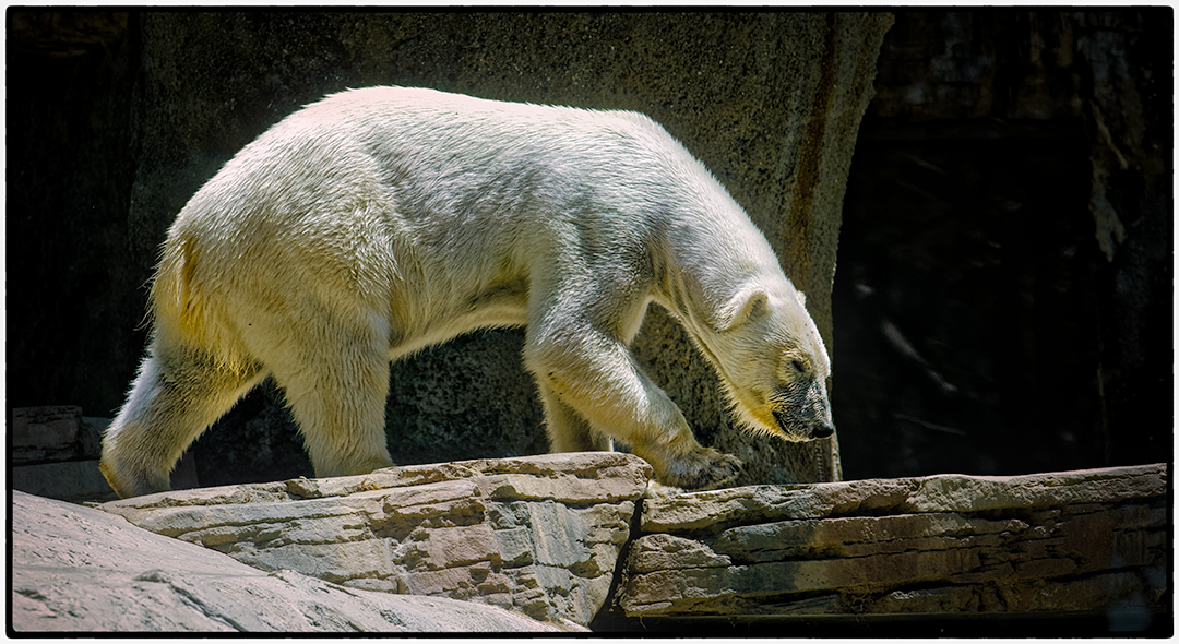 SD-Zoo-4.jpg