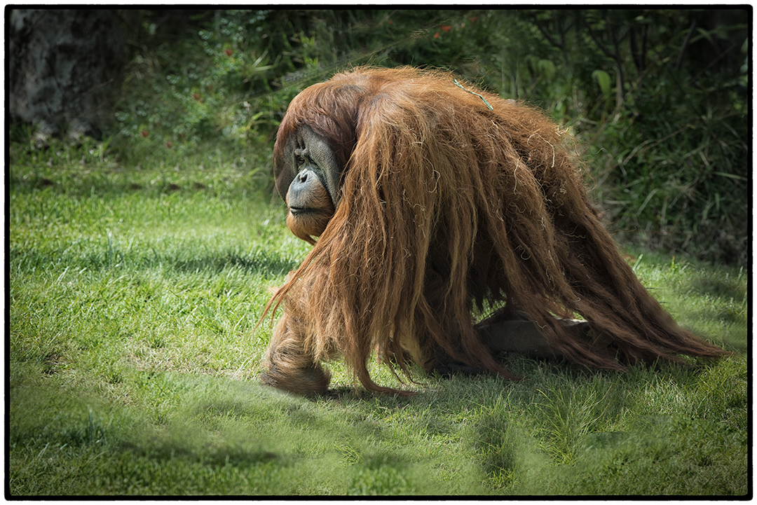 Male orangutans are twice the size of females.