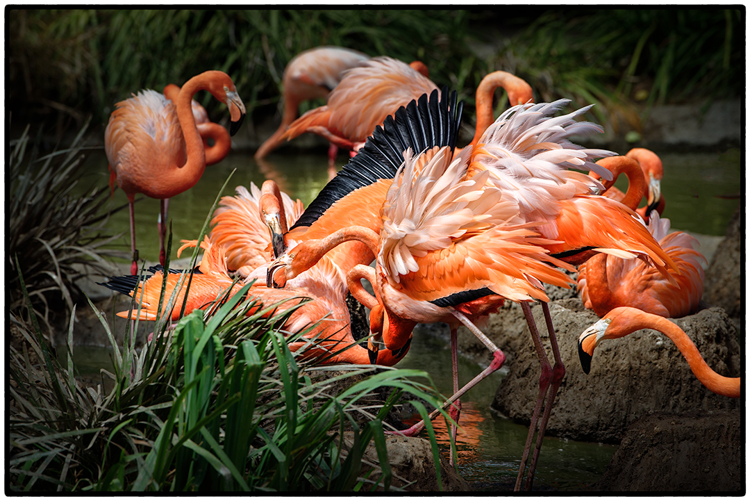 Flamingoes fighting.