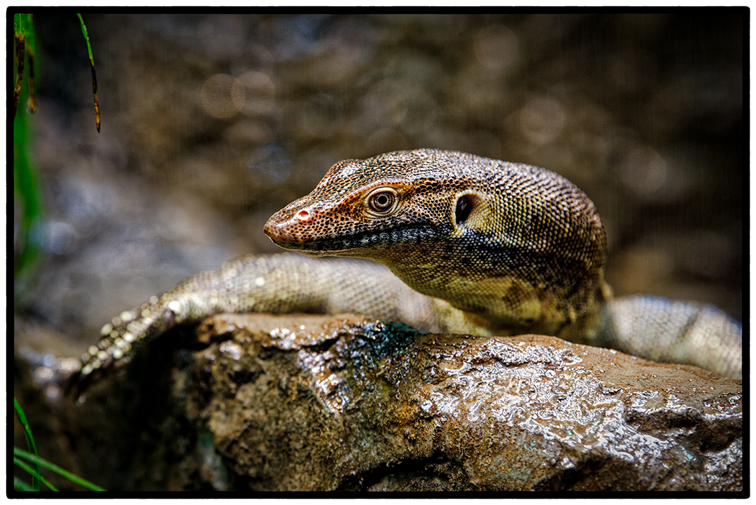 SD-Zoo-11.jpg