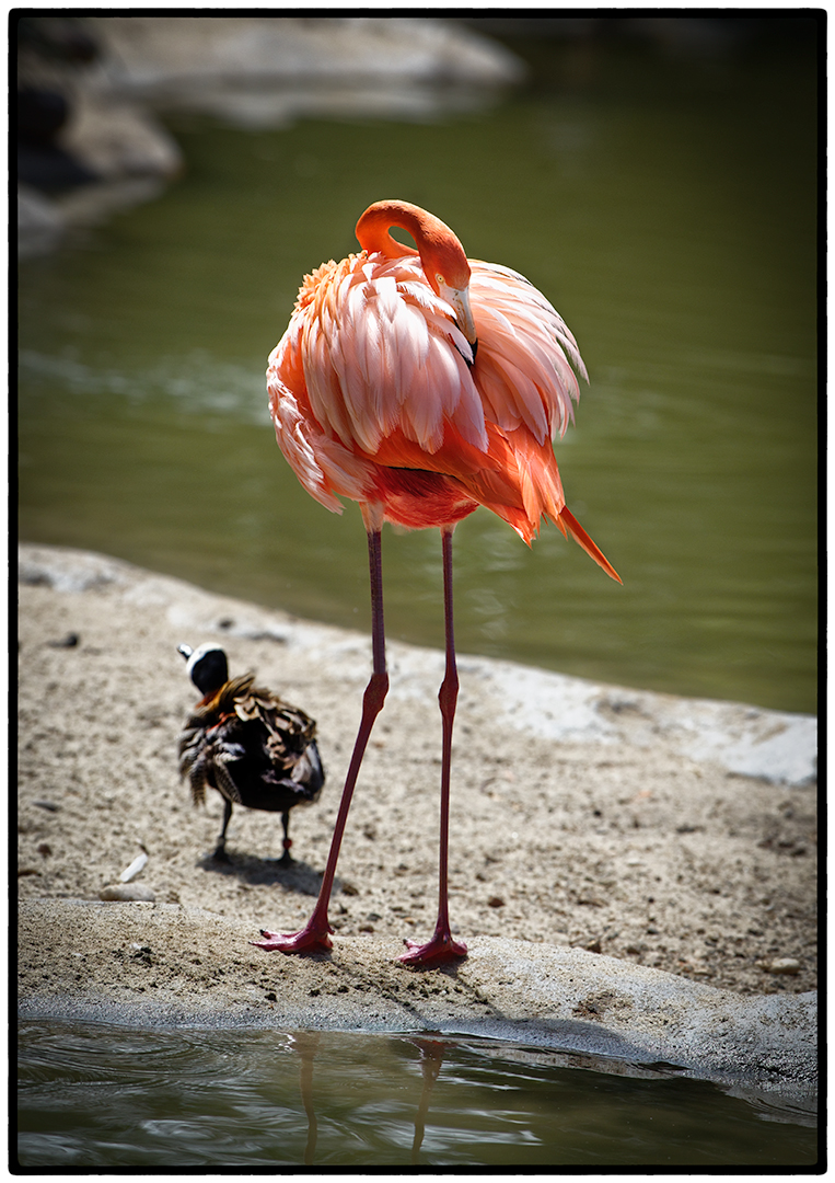 SD-Zoo-16.jpg