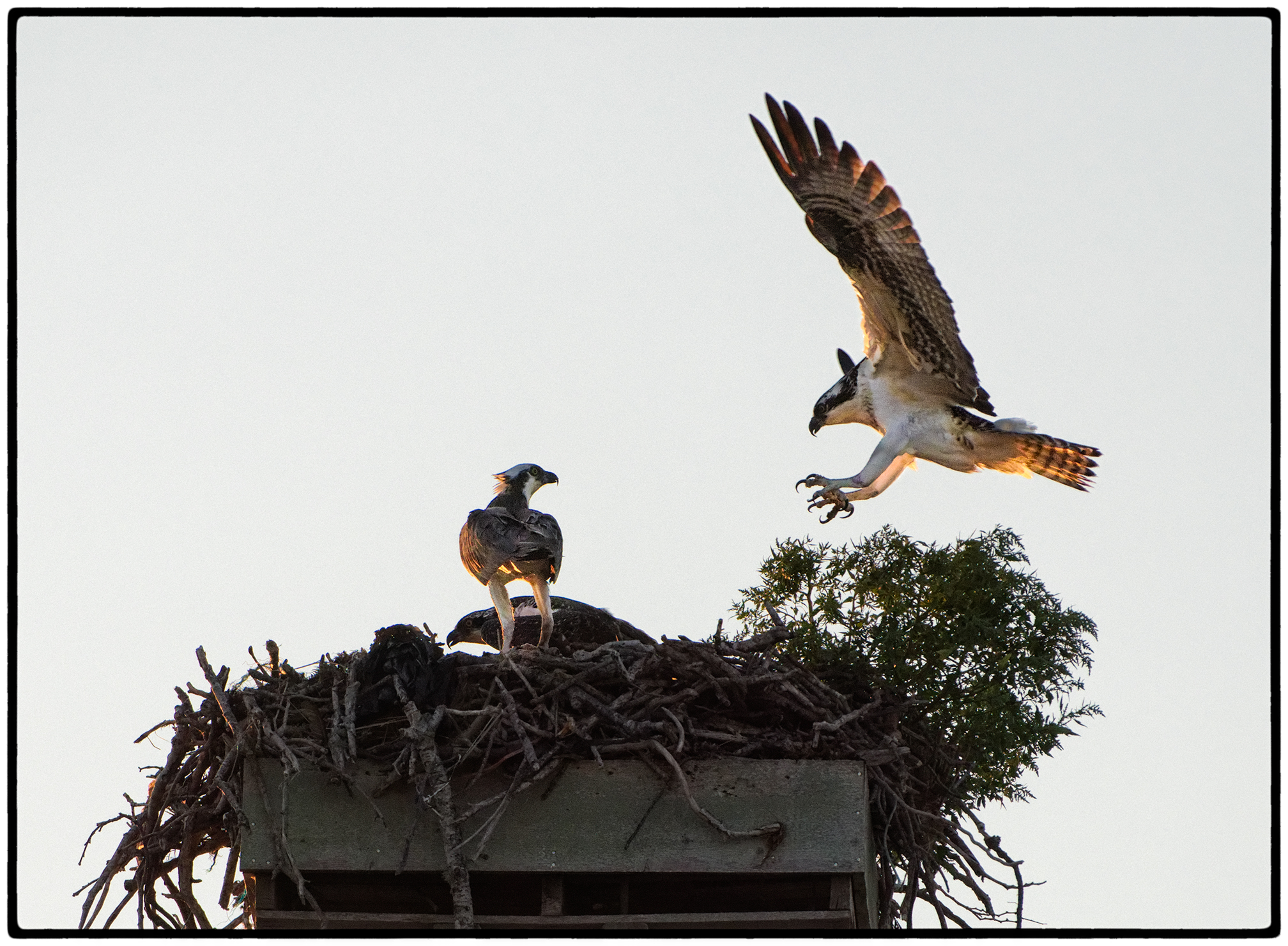 Ospreys