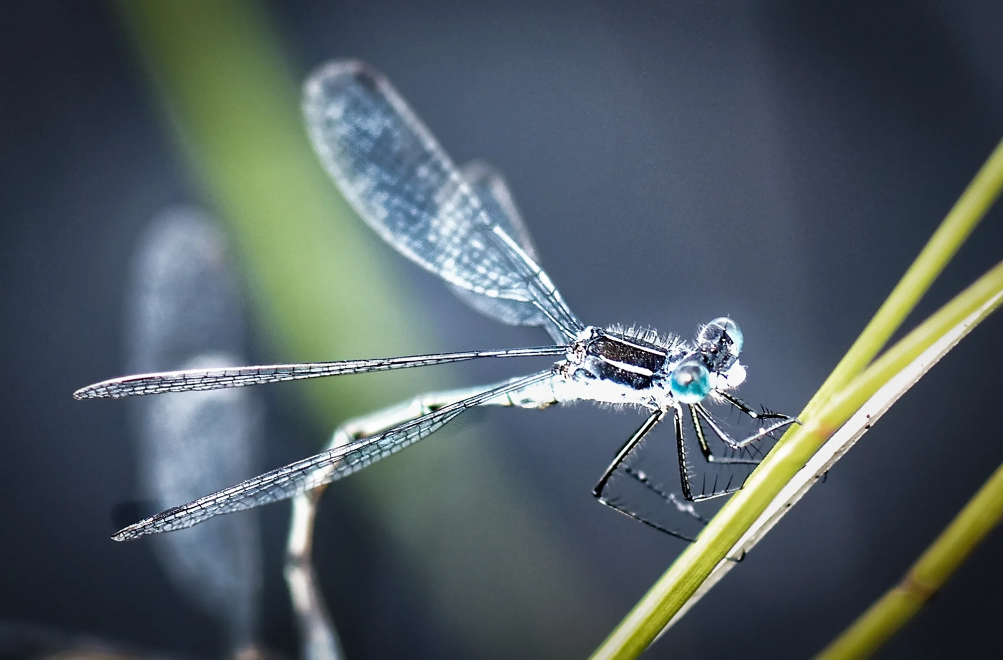 Dragonfly, Cape Breton Island