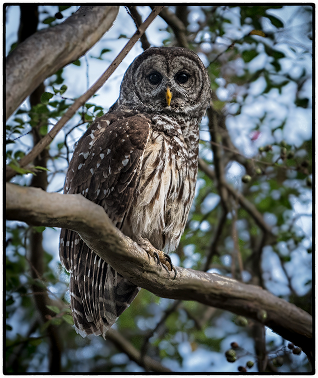 Owl, Vicksburg