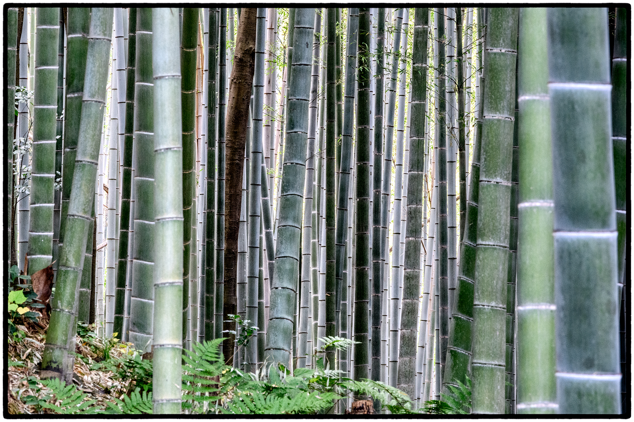 Bamboo Forest, Kyoto