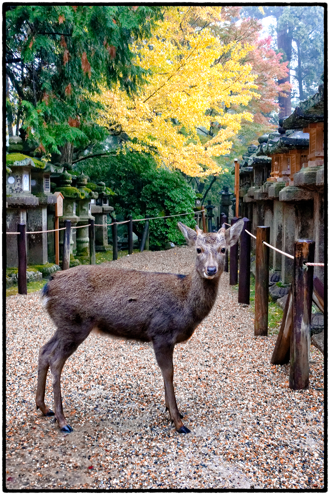 Sika Deer Near Kasuga-Taisha, an 8th Century Shinto Shrine