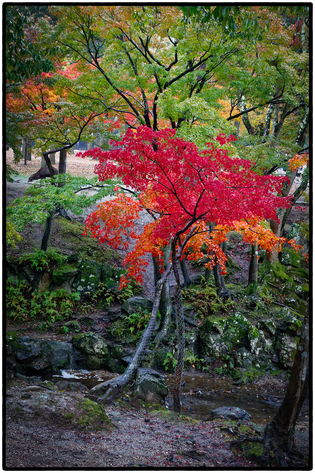 Nara, Japan