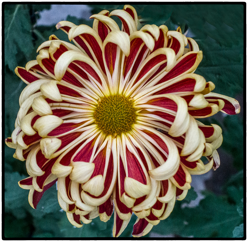 Chrysanthemum