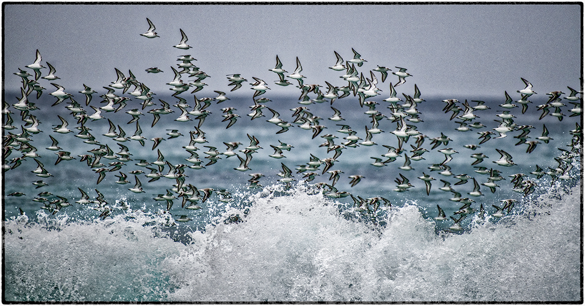 Sanderlings 1