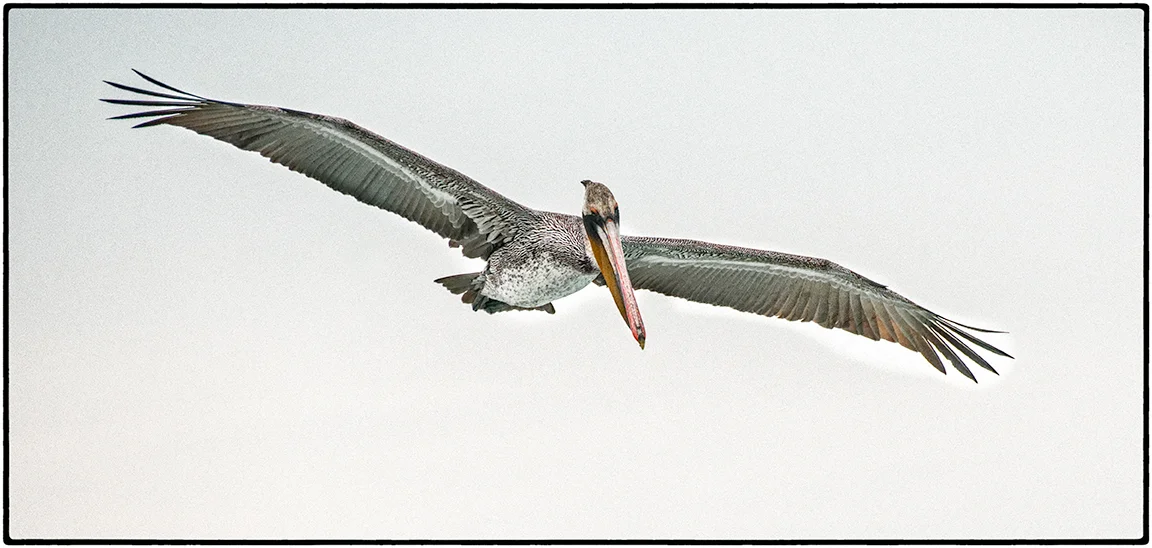Pelican 1