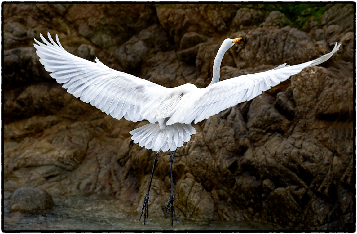 Egret 1