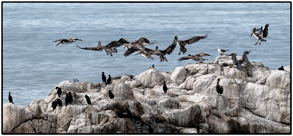Pelican Pre-flight Formation