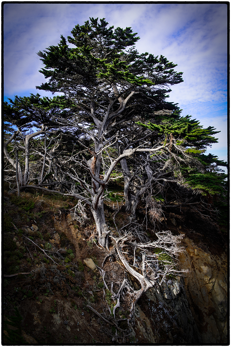 Tree, Point Lobos