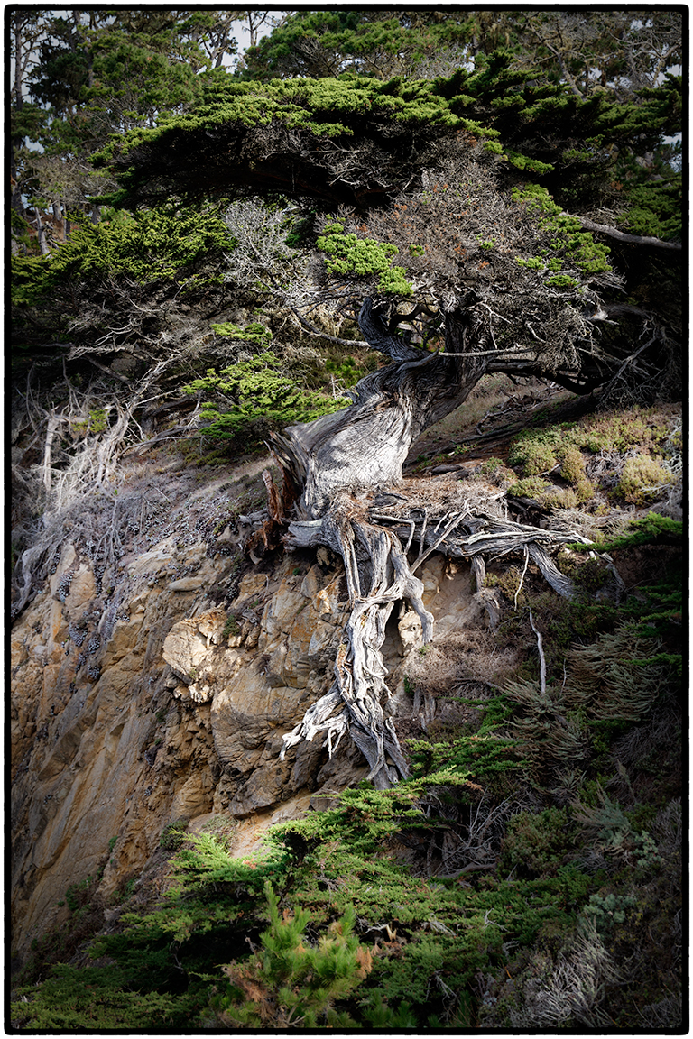 Tree, Point Lobos