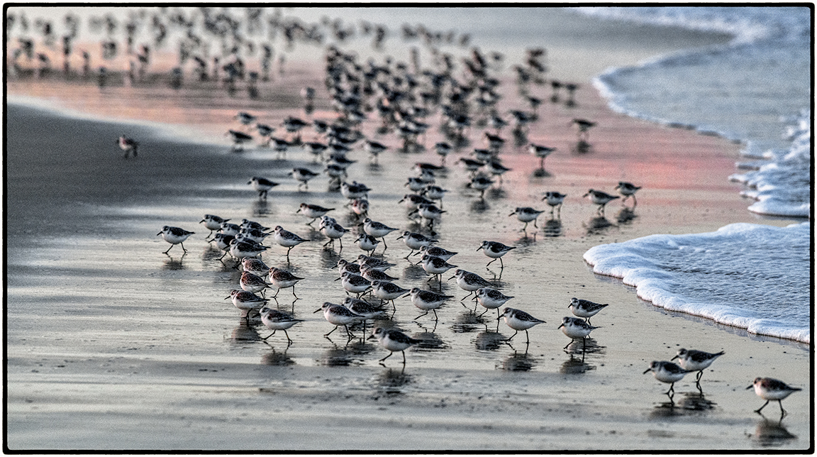 Sanderlings 2