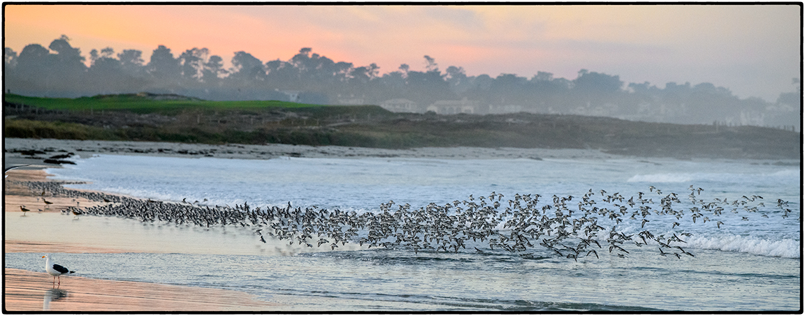 Sanderlings at Sunrise 5