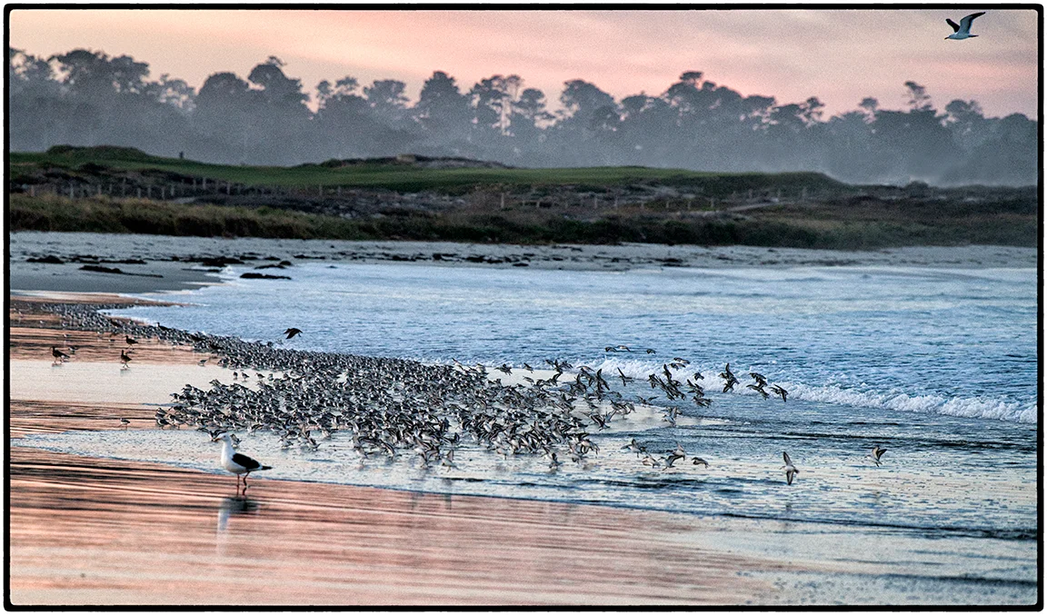 Sanderlings at Sunrise 6
