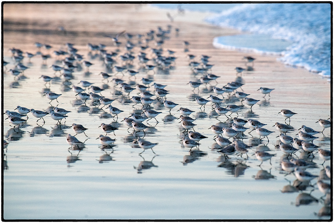 Sanderlings 3