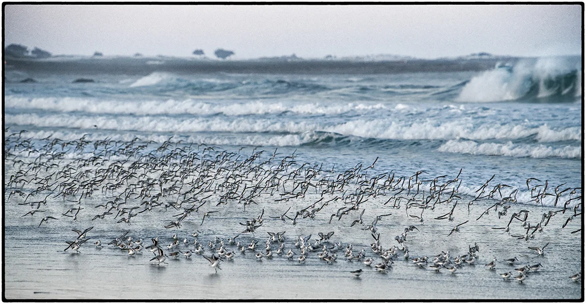 Sanderlings 4