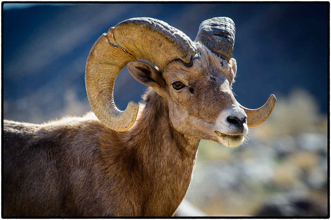 Big Horned Sheep along the Palm Canyon Trail