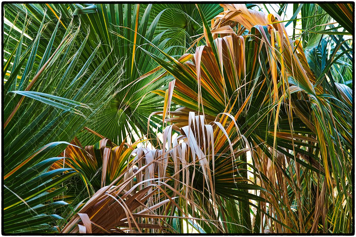 Palm Canyon