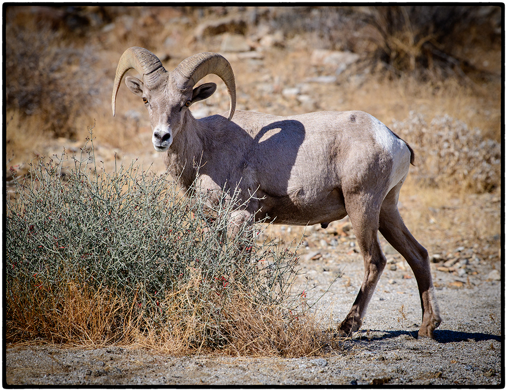 Big-horned sheep