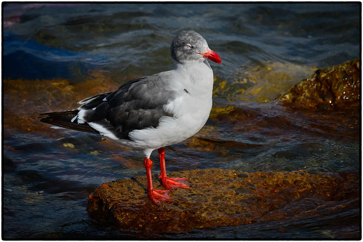 Dolphin Gull