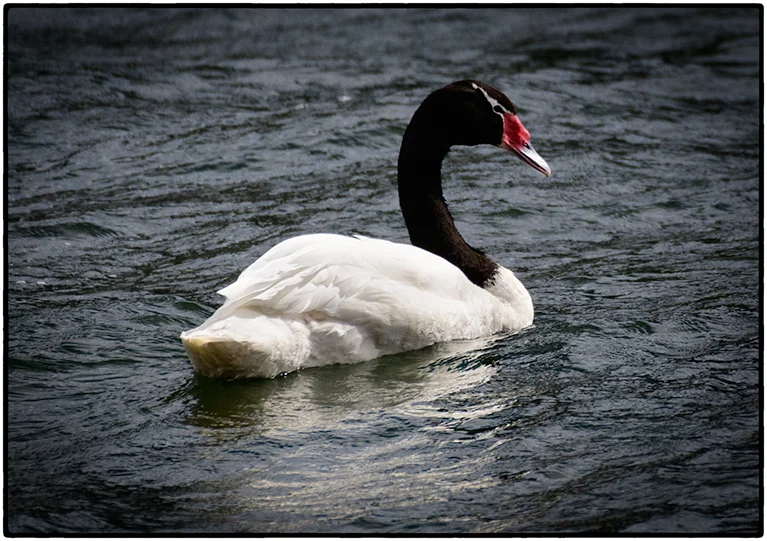Black Necked Swan, Puerto Natales, Chile