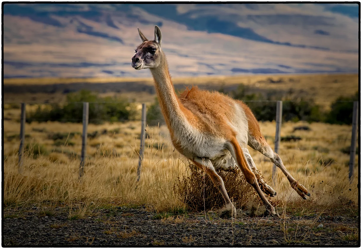 Guanaco on the Run