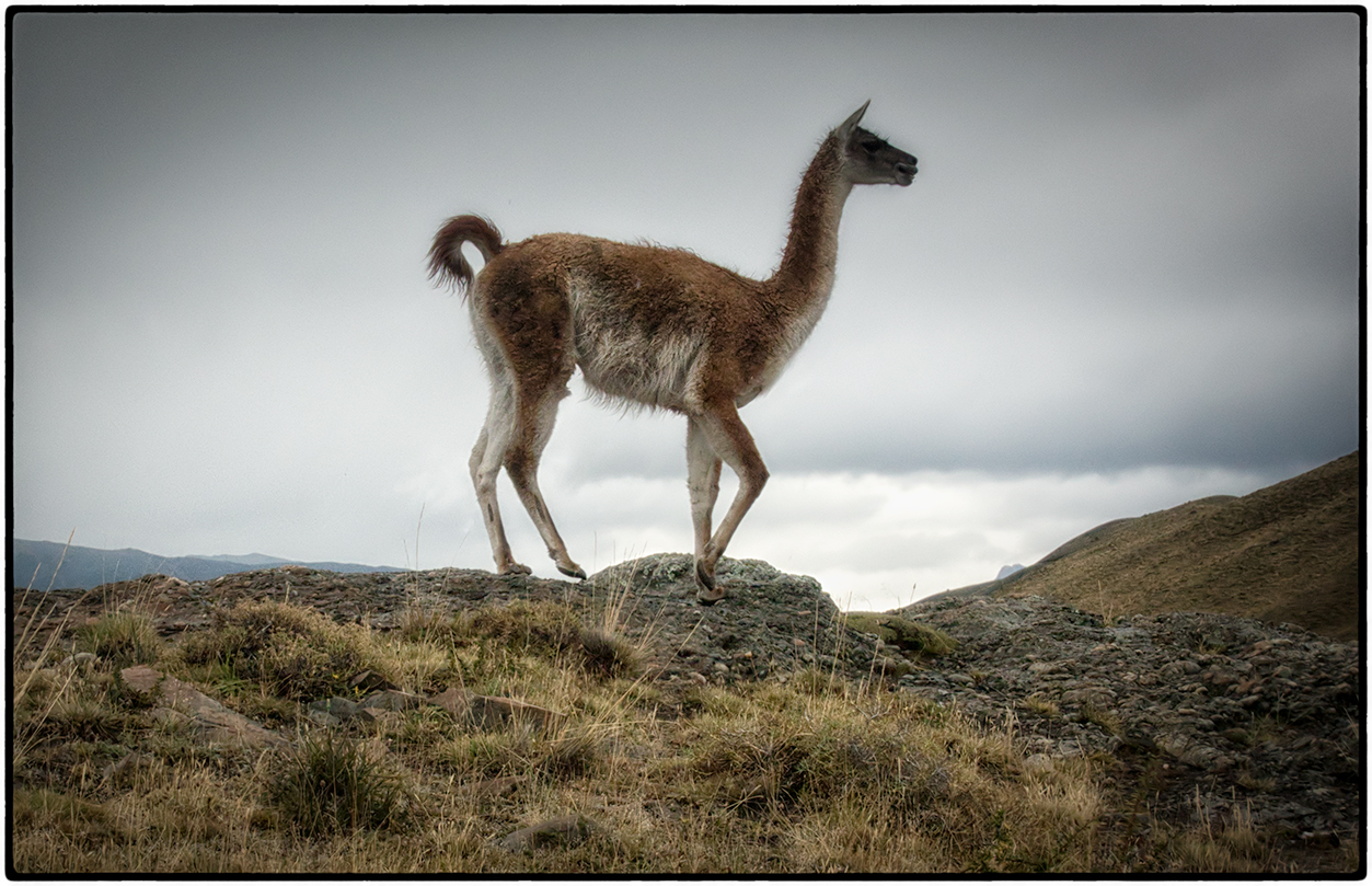 Guanaco