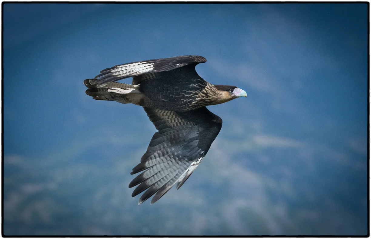 Caracara in Flight