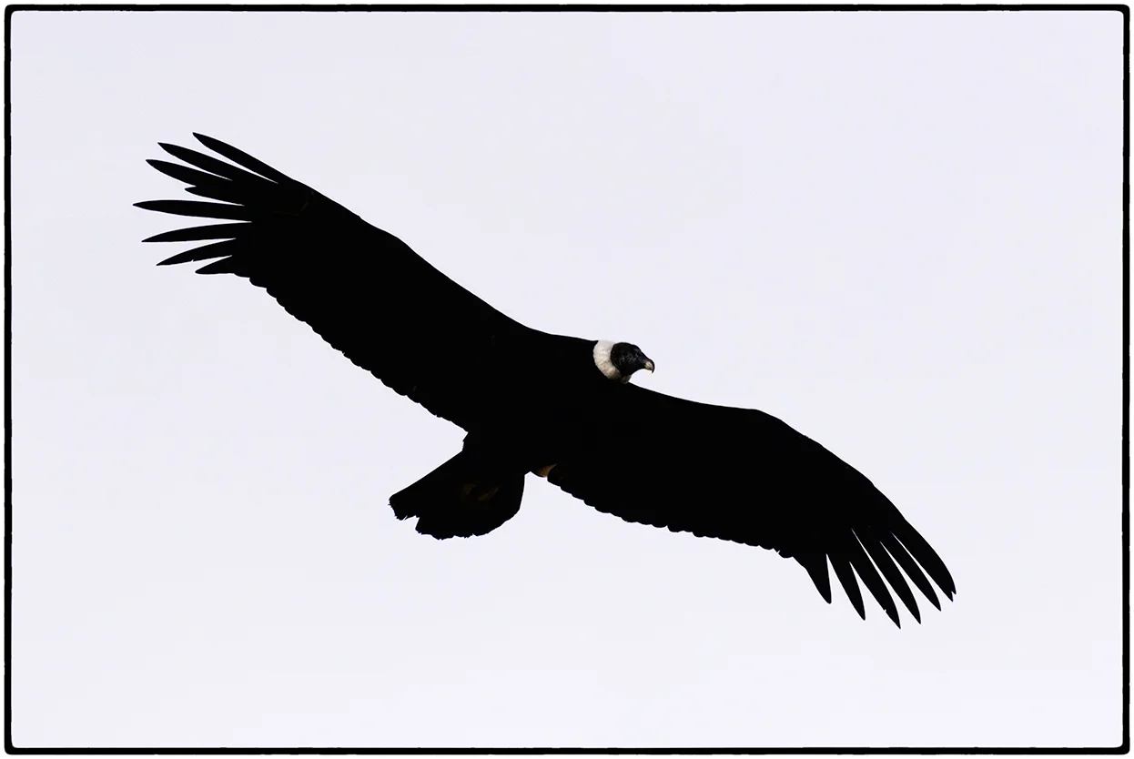 Condor 3