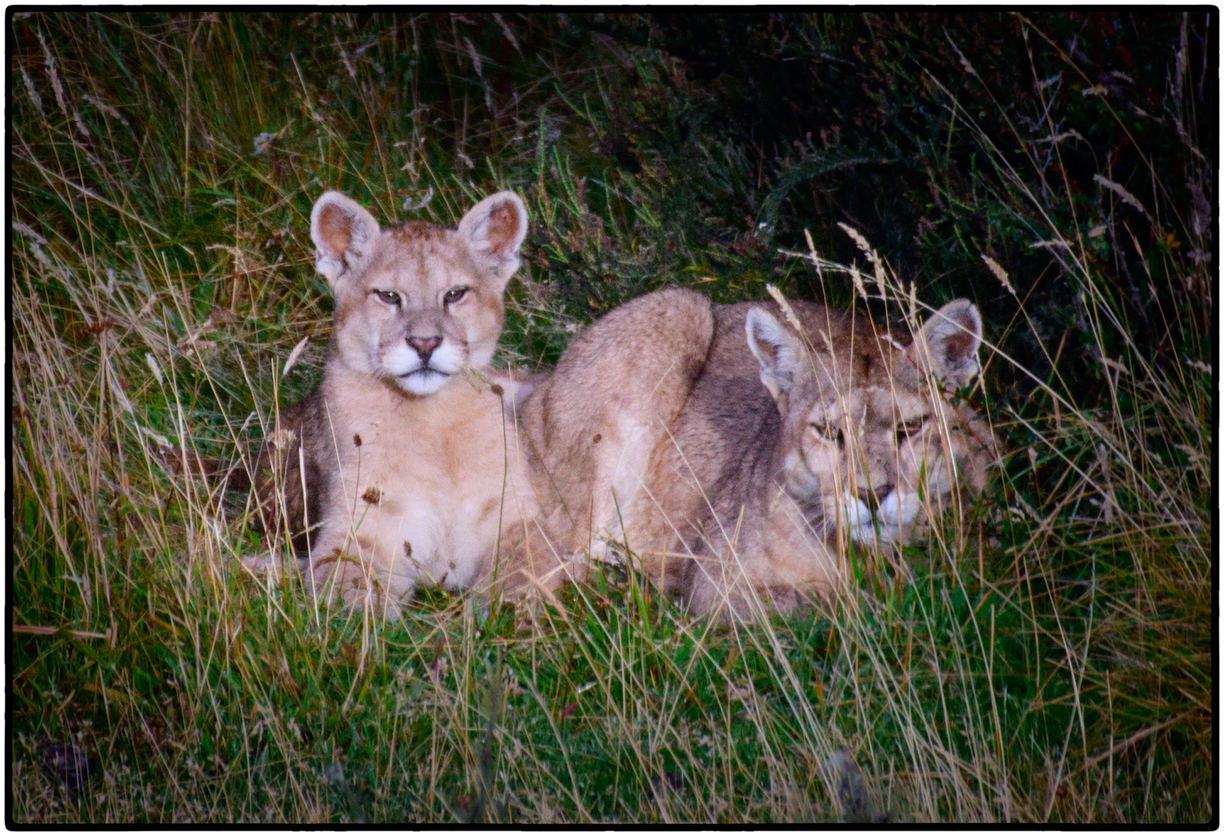 Pumas