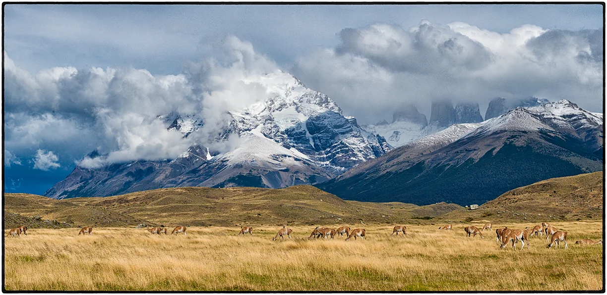 Guanacos Grazing, Torres del Paine, Chile