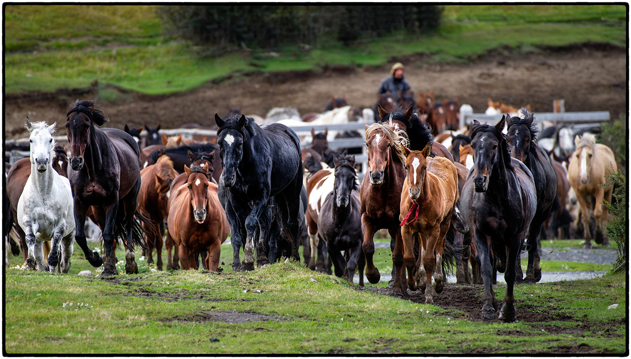 Chilean Gaucho Driving Horses to Pasture