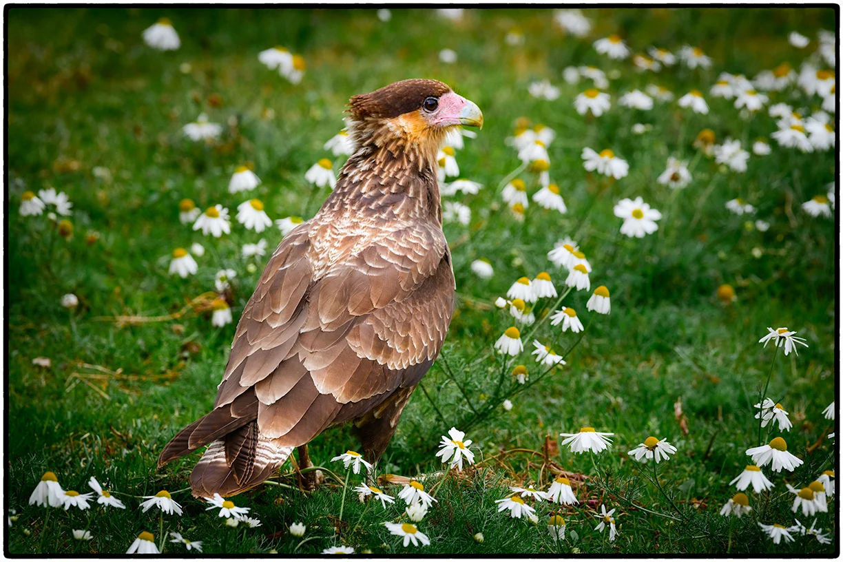 Southern Crested Caracara, Torres del Paine, Chile