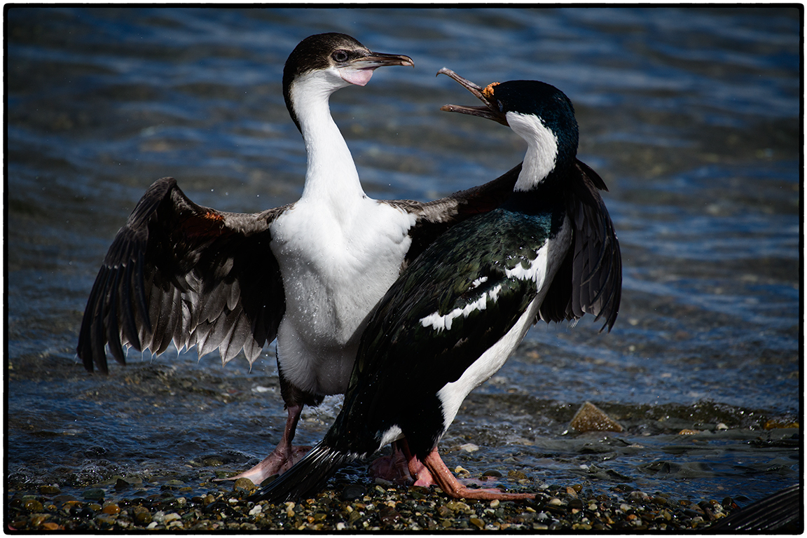 Imperial Cormorants, Punta Arenas, Chile