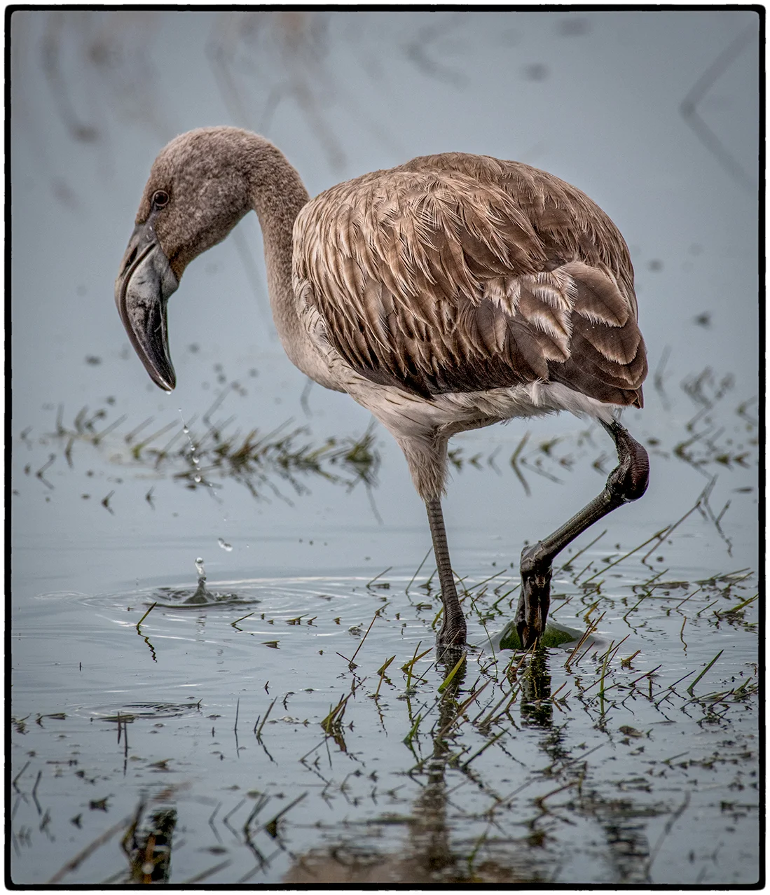 Juvenile Flamingo. Laguna Nimez