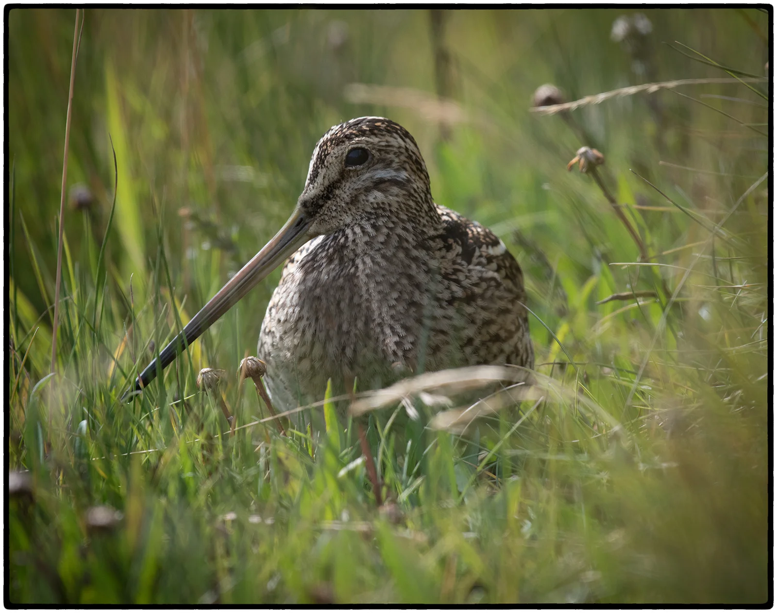 South American Snipe