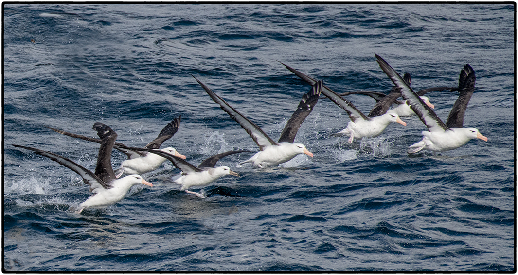 Black-browed Albatross