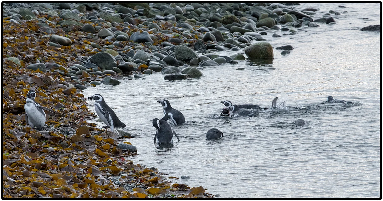 Magellanic Penguins, Magdalena Island
