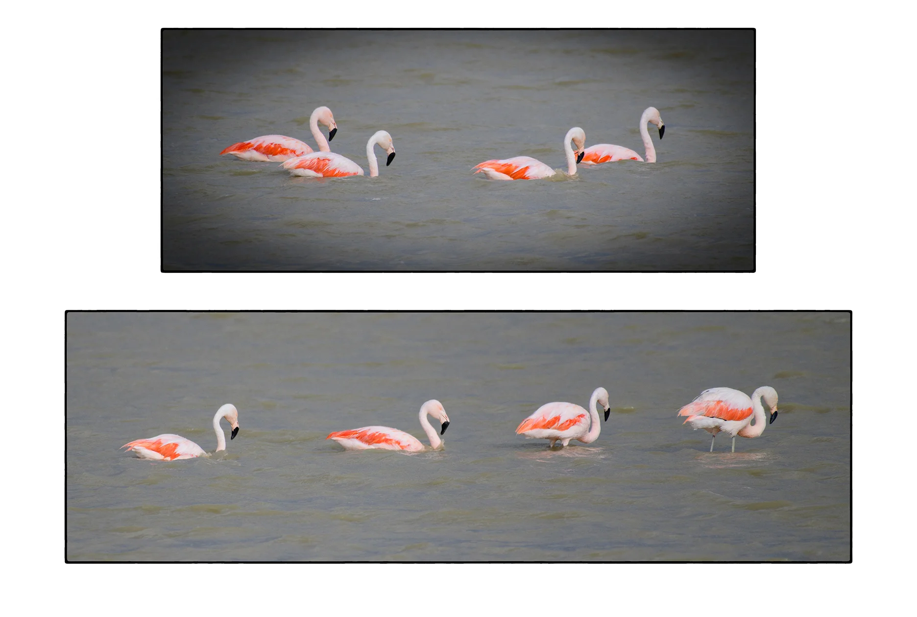 Chilean Flamingos, Punta Arenas, Chile